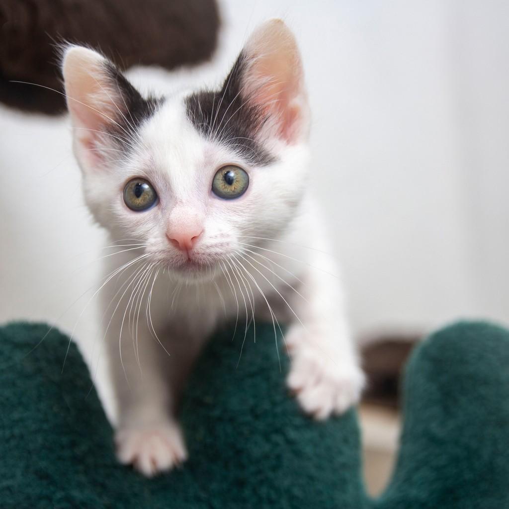 Moana, gata de porte pequeno para adoção em Santos - SP — foto 3 de 5