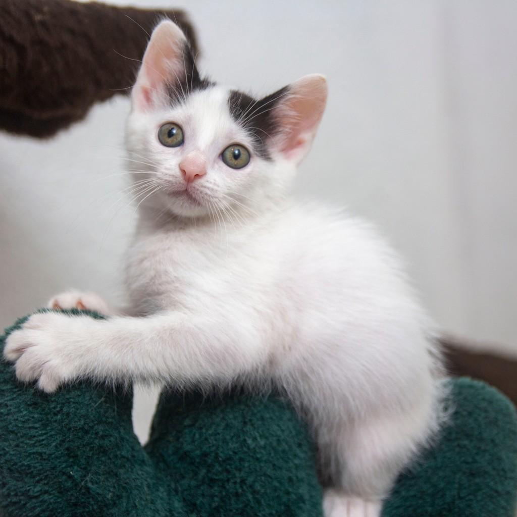 Moana, gata de porte pequeno para adoção em Santos - SP — foto 4 de 5