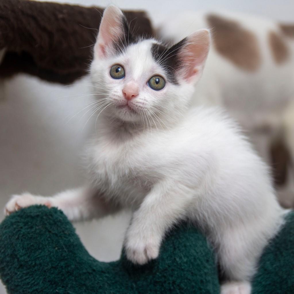 Moana, gata de porte pequeno para adoção em Santos - SP — foto 5 de 5