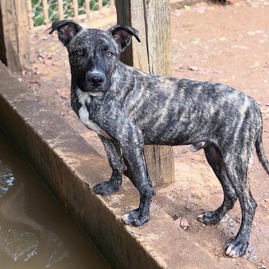 Vini, cachorro de porte médio para adoção em Joanópolis - SP