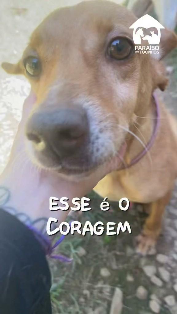 Coragem, cachorro de porte médio para adoção em Rio de Janeiro - RJ