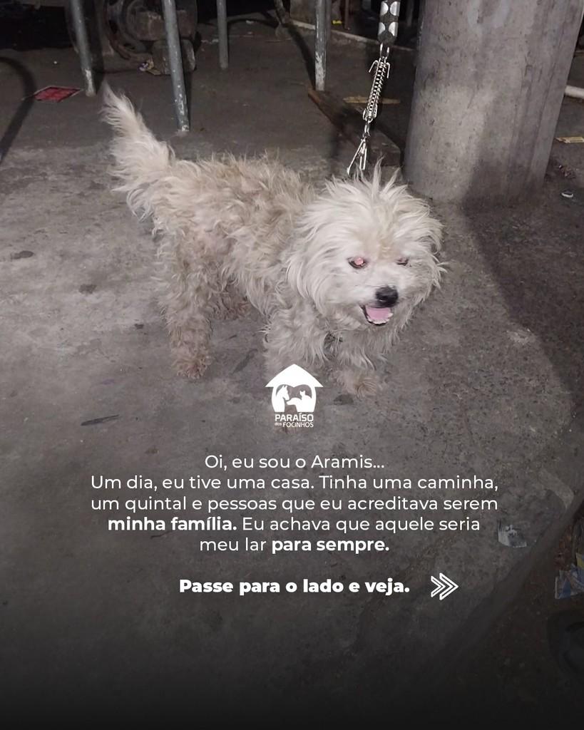 Aramis, cachorro de porte médio para adoção em Rio de Janeiro - RJ