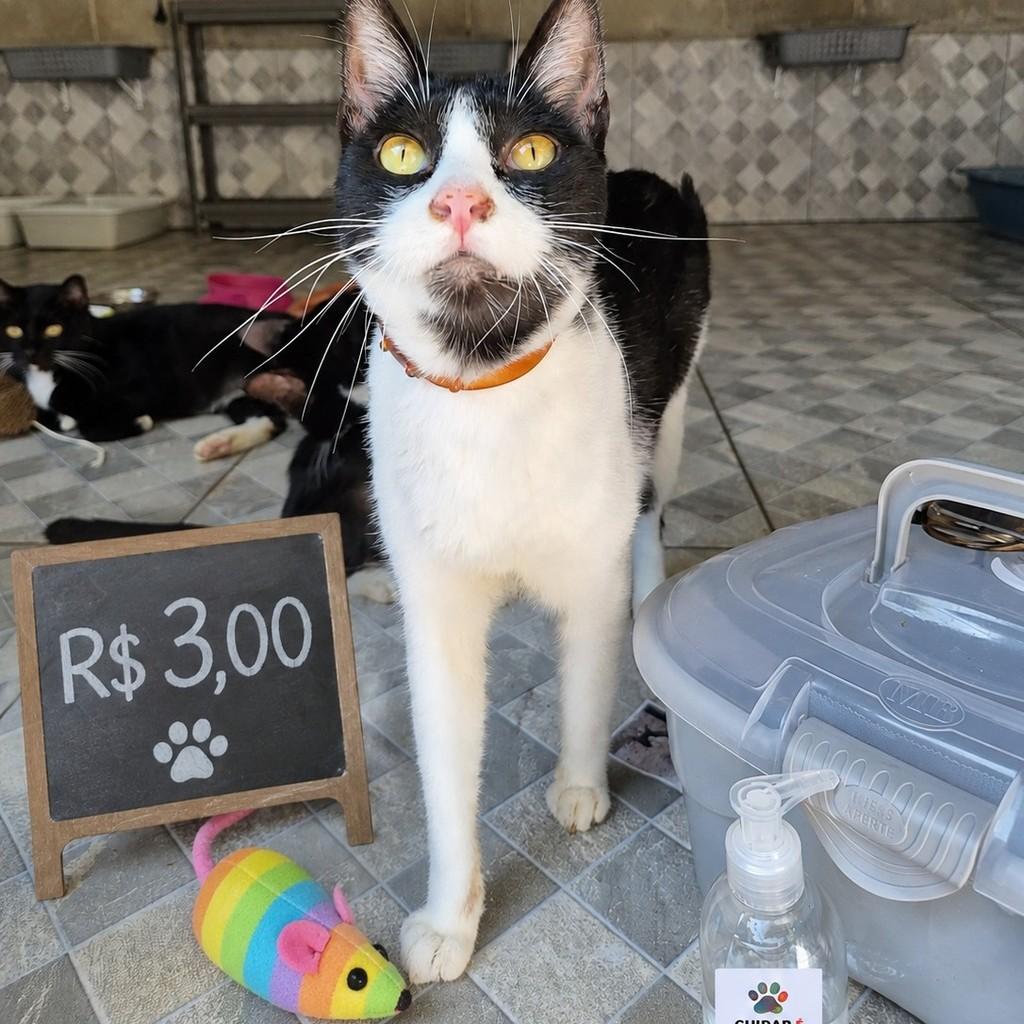 Pedrinho, gato de porte médio para adoção em Rio de Janeiro - RJ