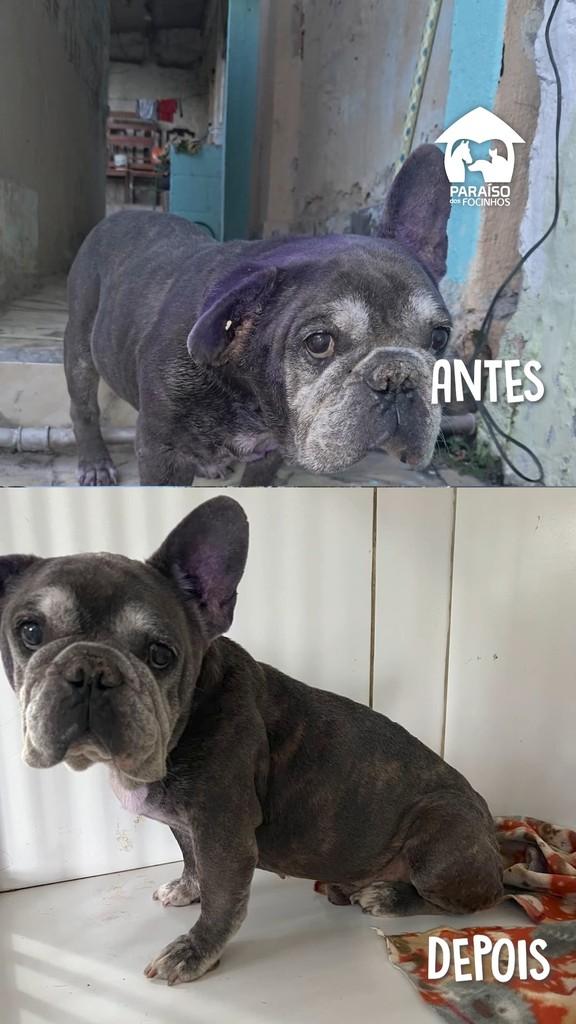 Eurico, cachorro de porte pequeno para adoção em Rio de Janeiro - RJ