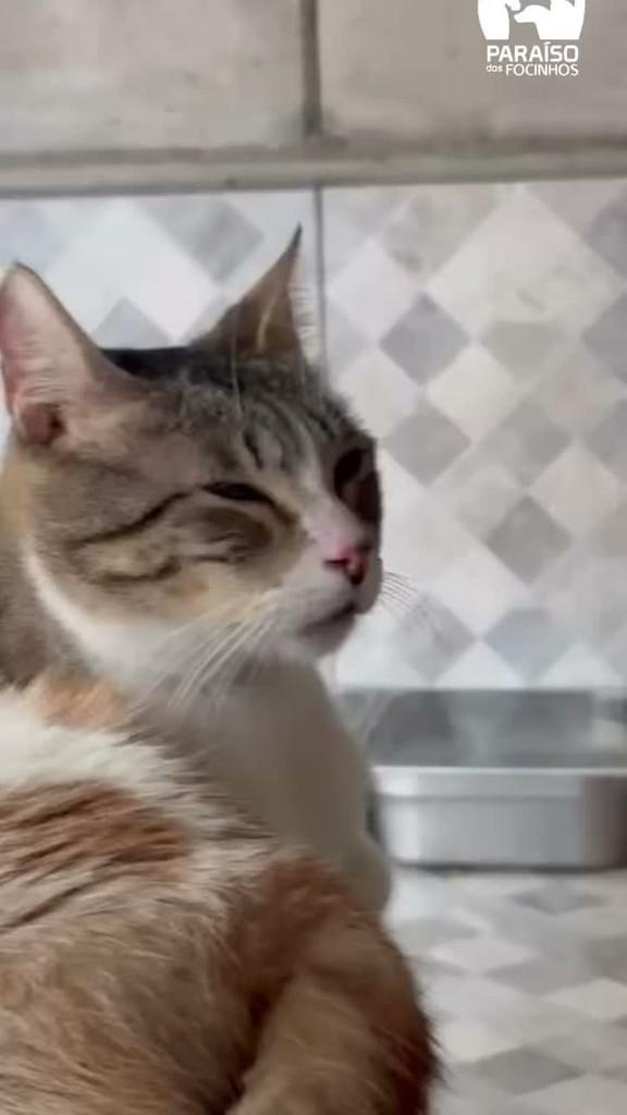 Robin, gato de porte médio para adoção em Rio de Janeiro - RJ