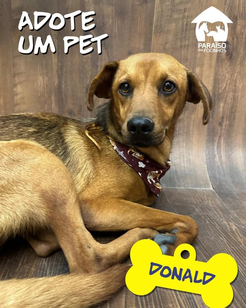 Donald, cachorro de porte médio para adoção em Rio de Janeiro - RJ