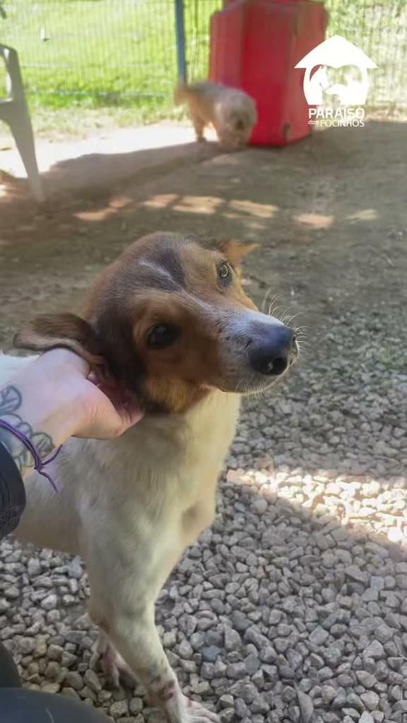 Churros, cachorro de porte médio para adoção em Rio de Janeiro - RJ