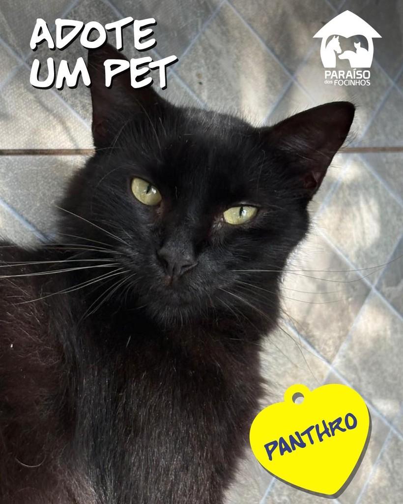 Panthro, gato de porte médio para adoção em Rio de Janeiro - RJ