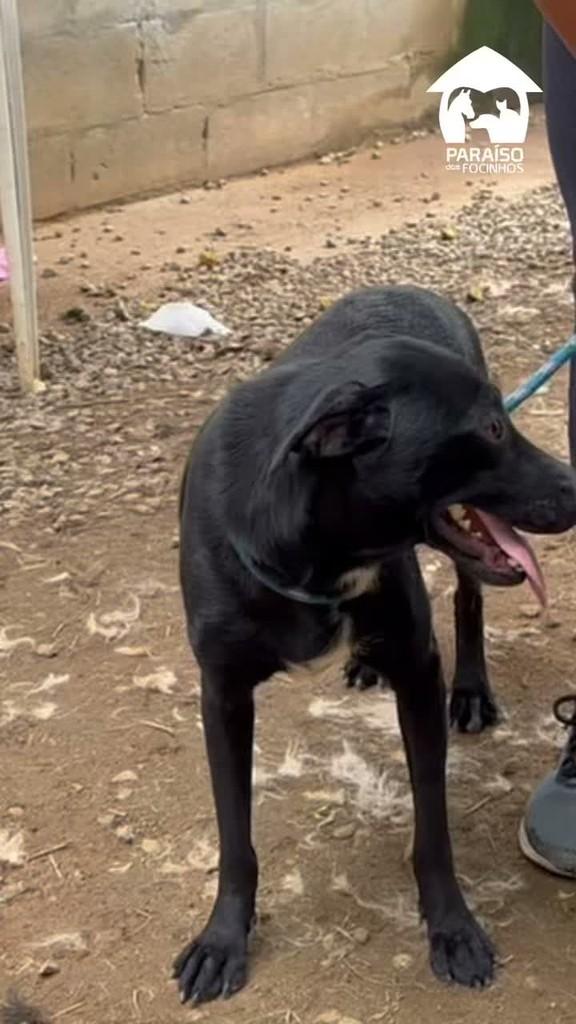 Tiana, cachorro de porte médio para adoção em Rio de Janeiro - RJ