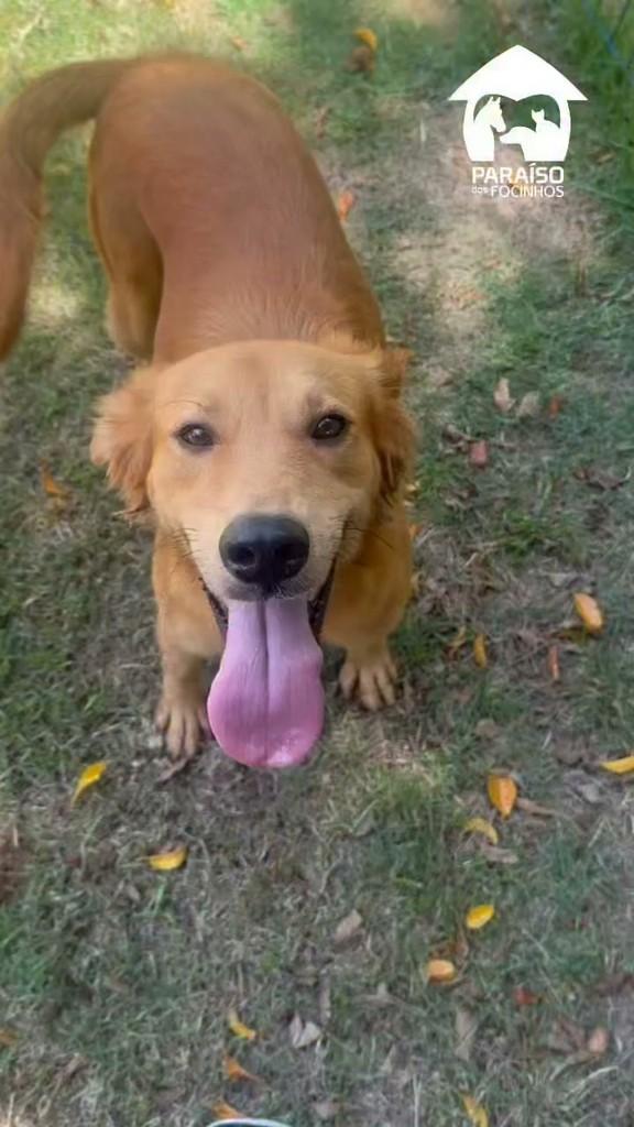 Lata, cachorro de porte médio para adoção em Rio de Janeiro - RJ