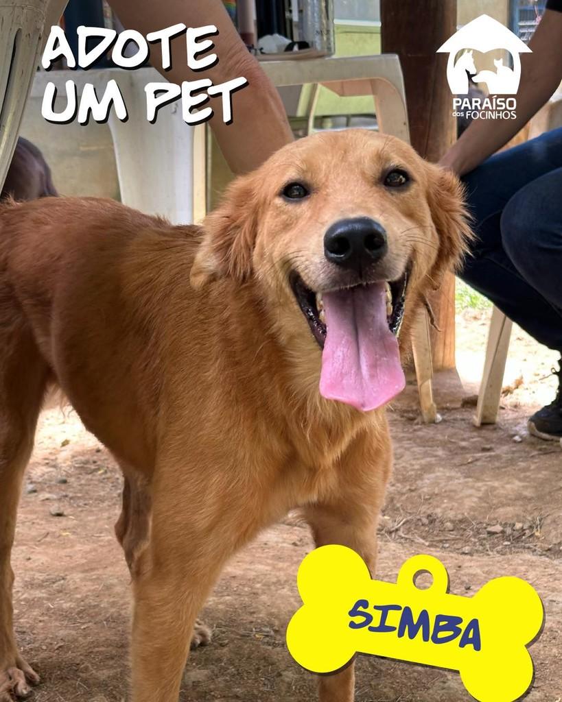 Simba, cachorro de porte médio para adoção em Rio de Janeiro - RJ
