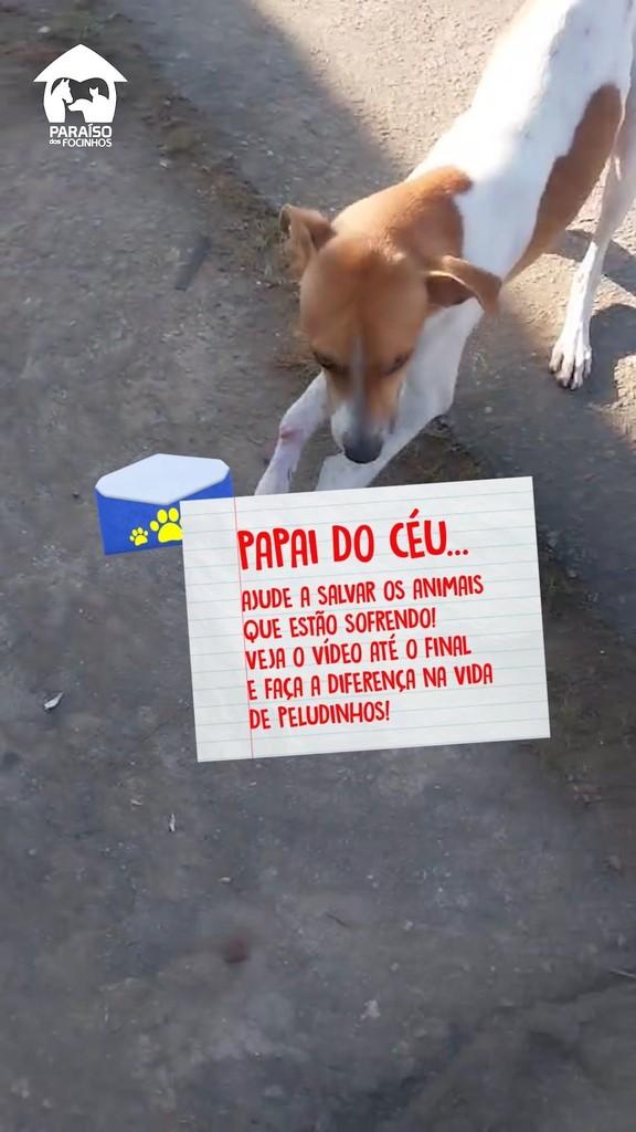 Biscoito, cachorro de porte pequeno para adoção em Rio de Janeiro - RJ