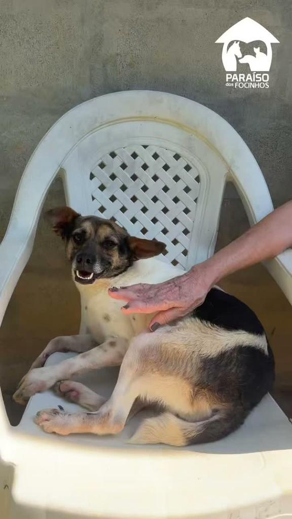 Cindy, cadela de porte médio para adoção em Rio de Janeiro - RJ