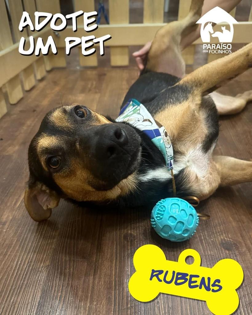 Rubens, cachorro de porte médio para adoção em Rio de Janeiro - RJ