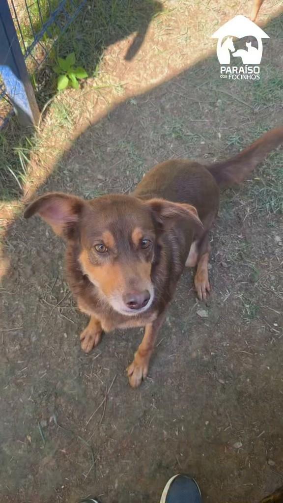 Stella, cadela de porte médio para adoção em Rio de Janeiro - RJ