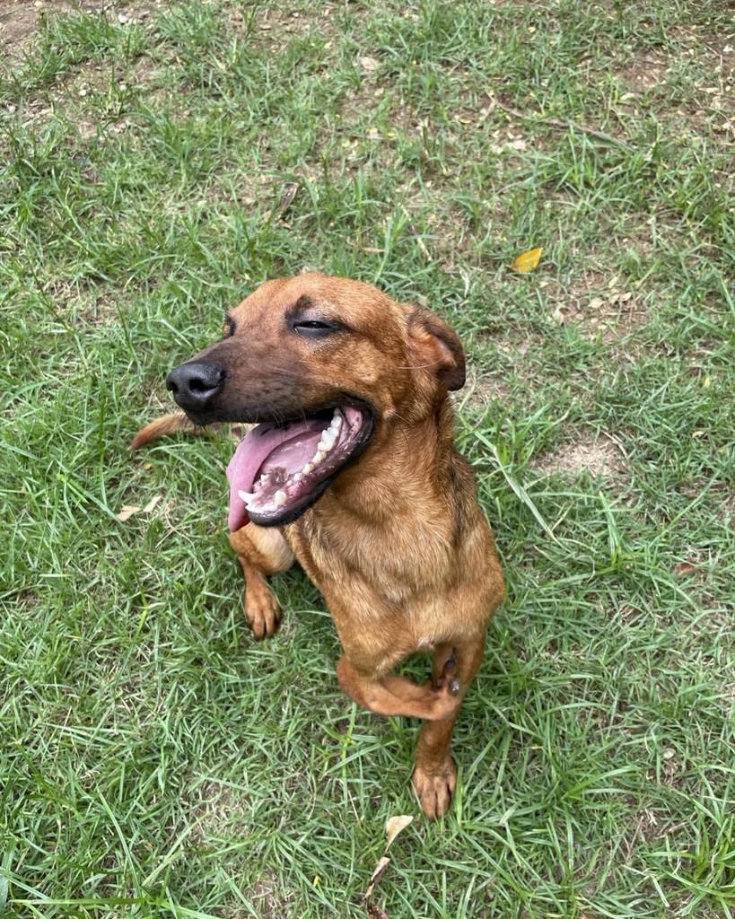 Capitão Gancho, cachorro de porte médio para adoção em Rio de Janeiro - RJ