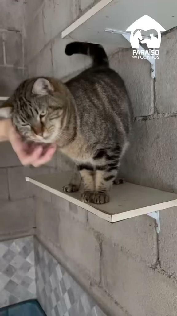 Larry, gata de porte médio para adoção em Rio de Janeiro - RJ