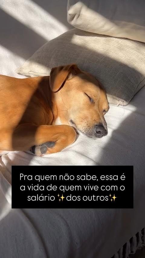 Spike, cachorro de porte médio para adoção em Rio de Janeiro - RJ