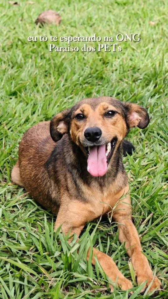 Zoe, cachorro de porte pequeno para adoção em Ribeirão Preto - SP