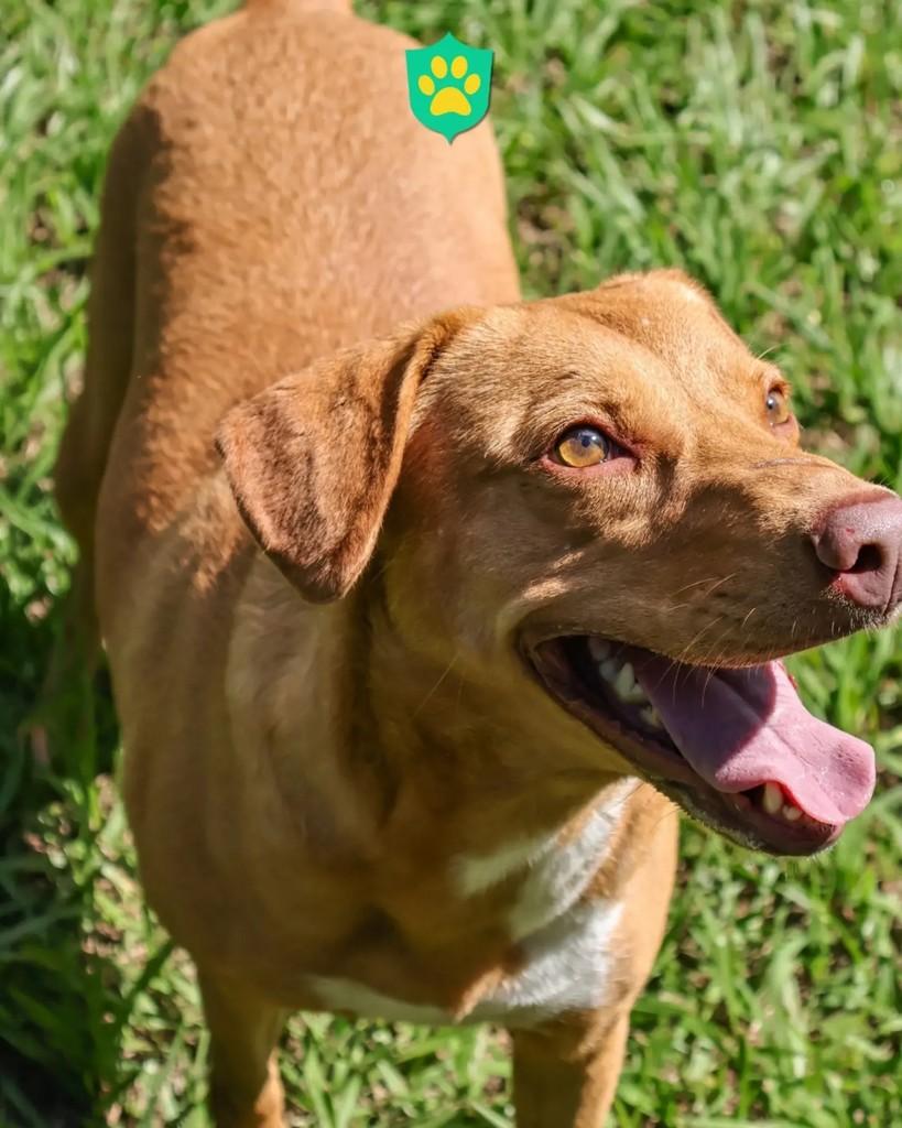 Mônica, cachorro de porte médio para adoção em Ribeirão Preto - SP