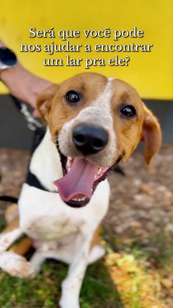 Pedrinho, cachorro de porte pequeno para adoção em Ribeirão Preto - SP