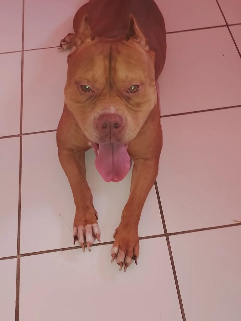 Kiara, cadela de porte médio para adoção em Suzano - SP