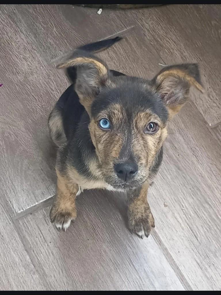 Apollo, cachorro para adoção em Suzano - SP