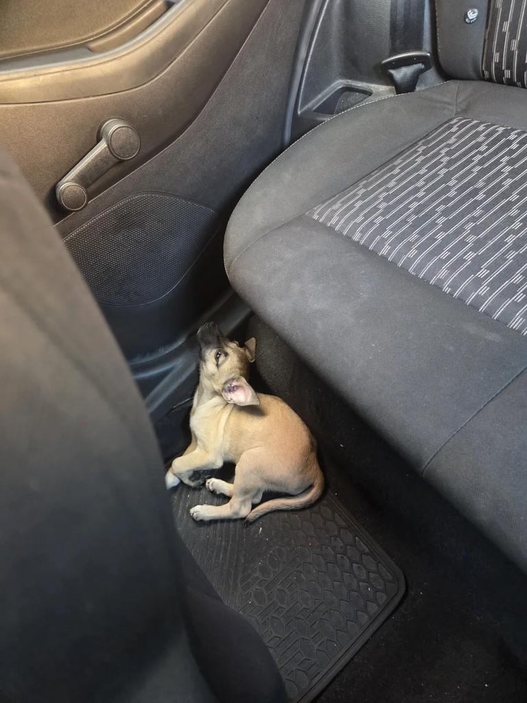 Pandora, cadela de porte pequeno para adoção em Suzano - SP