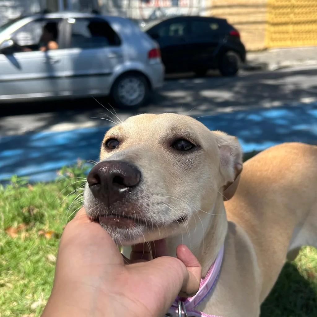 Nala, cadela de porte pequeno para adoção em Suzano - SP