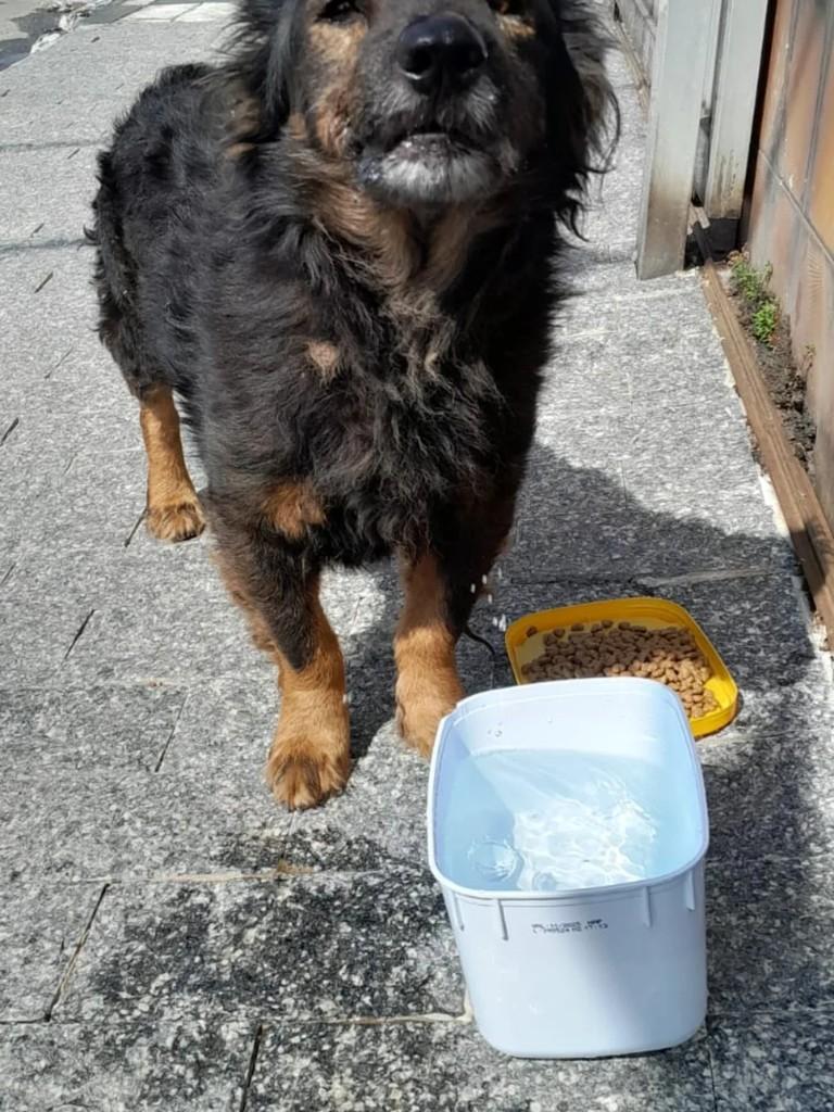 Sem nome - Procura-se Dono, cachorro de porte médio para adoção em Suzano - SP