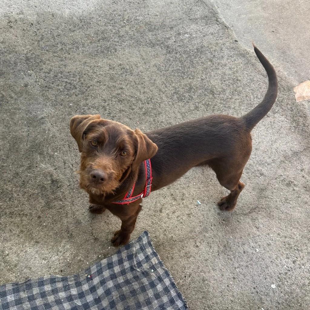 Scooby, cachorro de porte pequeno para adoção em Poá - SP