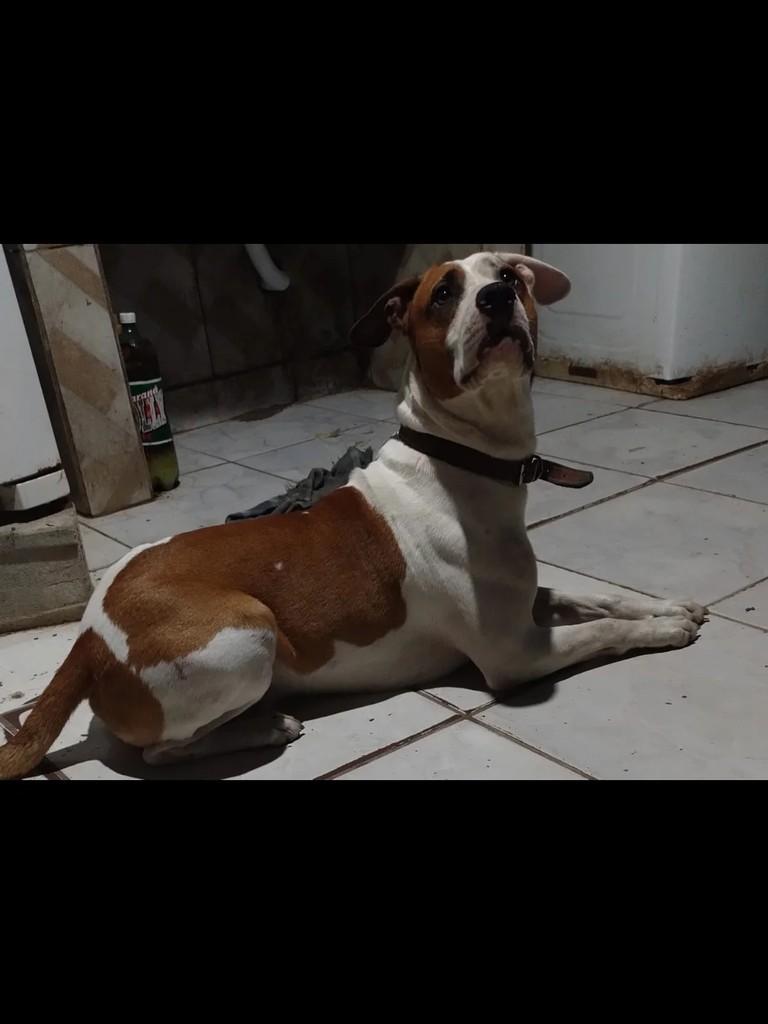 Simba, cachorro de porte médio para adoção em Suzano - SP