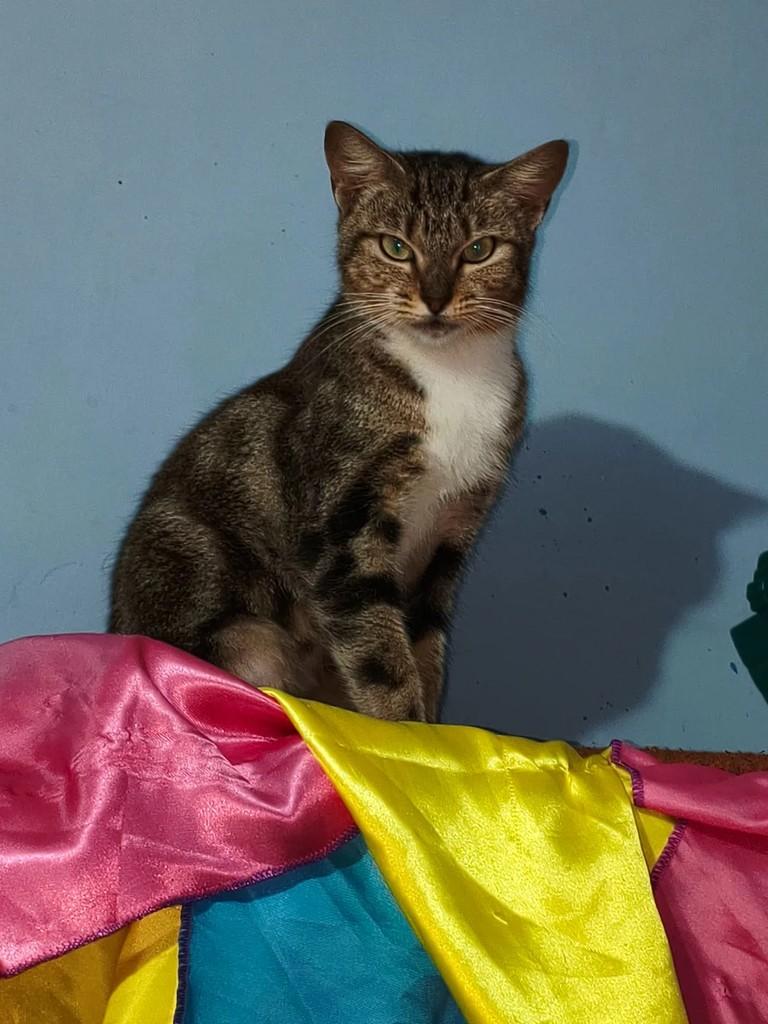 Júlia, gata de porte médio para adoção em Suzano - SP