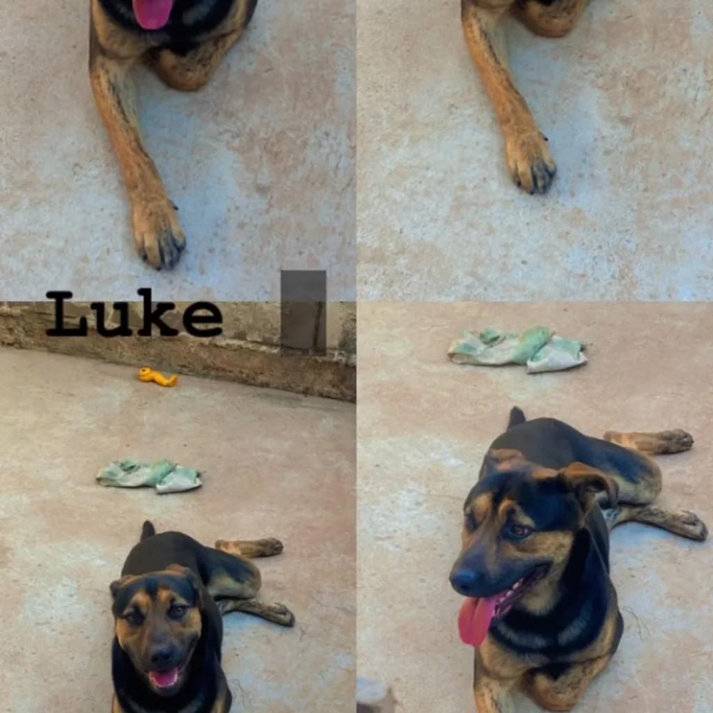 Luke, cachorro de porte médio para adoção em Suzano - SP