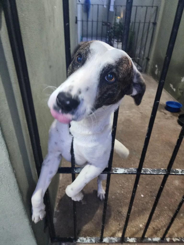 Magaiver, cachorro de porte médio para adoção em Suzano - SP