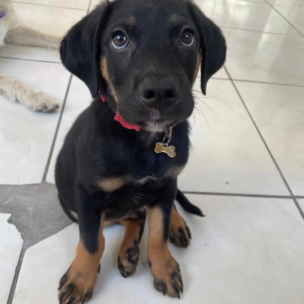 Bruce, cachorro de porte pequeno para adoção em São Paulo - SP