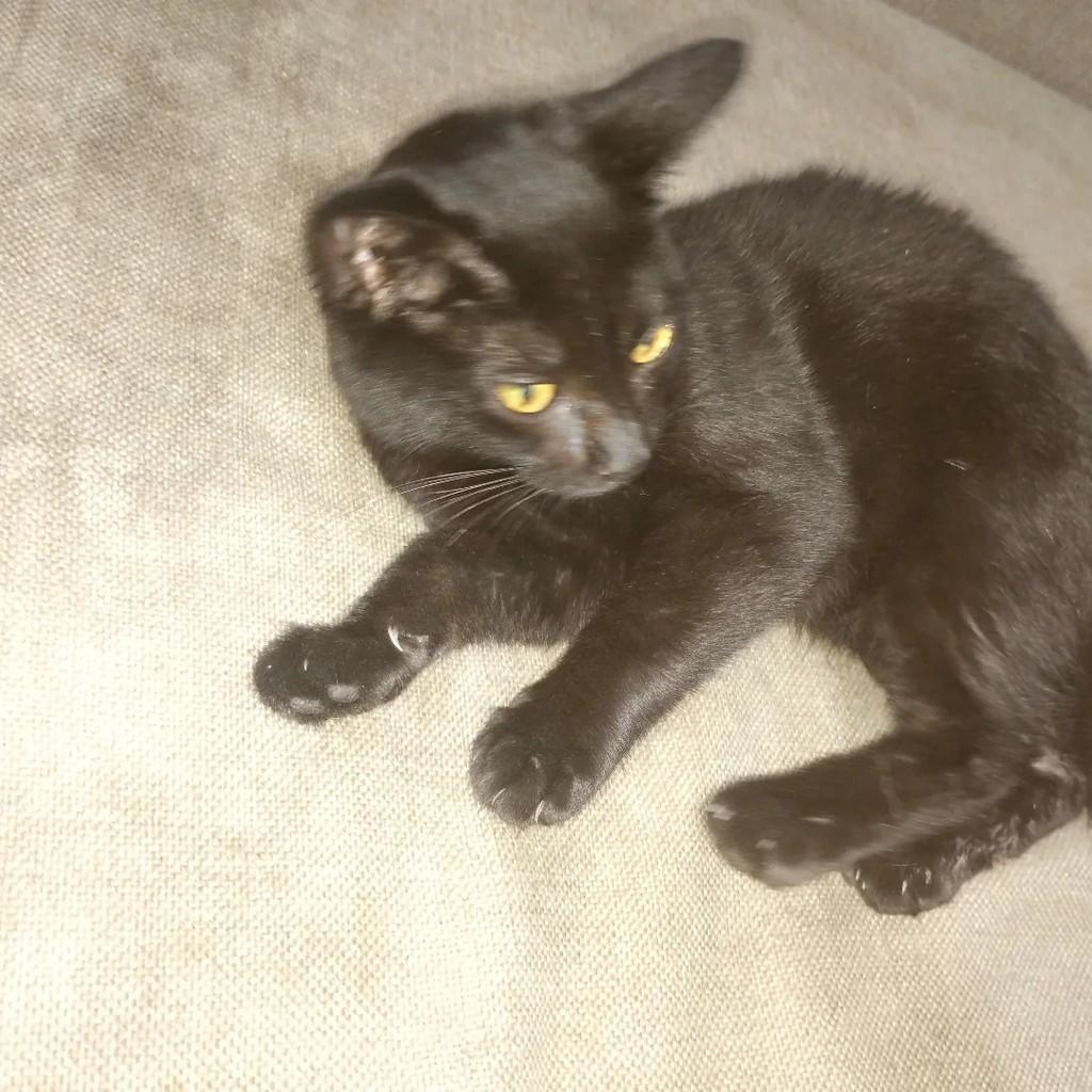 Luna, gata de porte pequeno para adoção em Suzano - SP