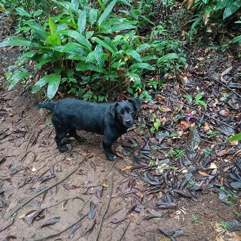 Pedrinho, cadela de porte pequeno para adoção em São Paulo - SP