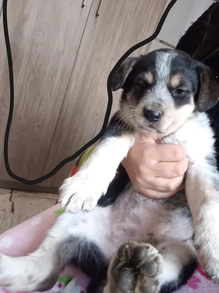 Megue, cadela para adoção em Suzano - SP