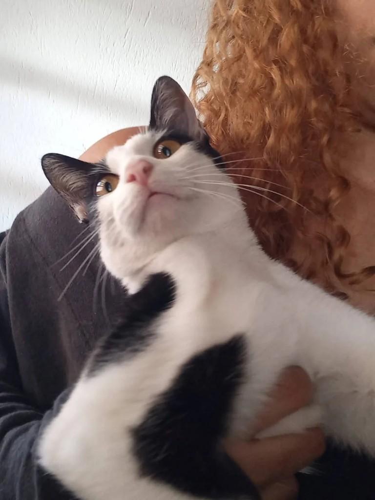 Zorro, gato de porte médio para adoção em Suzano - SP