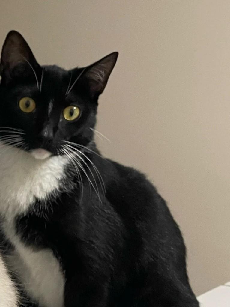 Draco, gato de porte grande para adoção em Suzano - SP