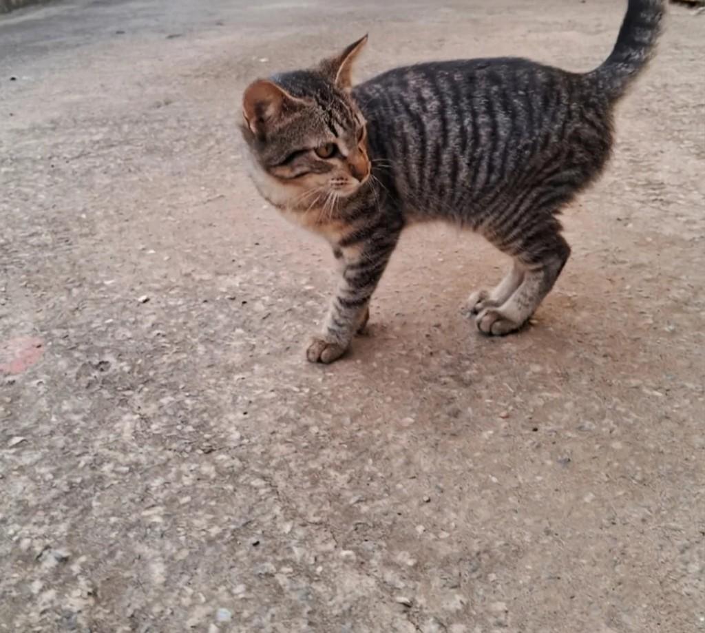 Joaquim, gato de porte médio para adoção em Suzano - SP