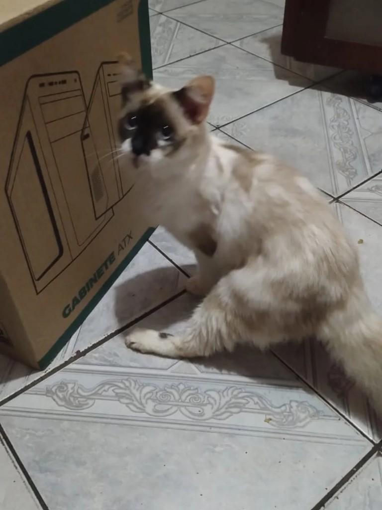 Branquinha, gata de porte médio para adoção em Suzano - SP