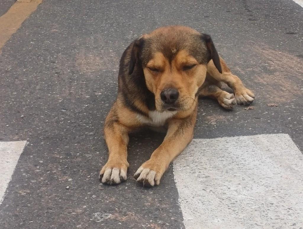 Jorge, cachorro de porte médio para adoção em Suzano - SP