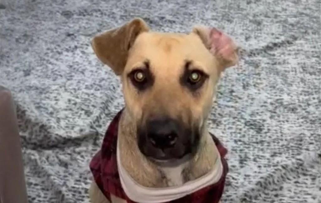 Não sei, cadela de porte pequeno para adoção em Suzano - SP