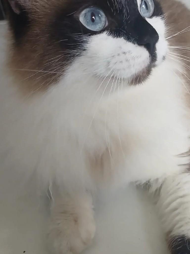 Ollie, gato de porte médio para adoção em Suzano - SP