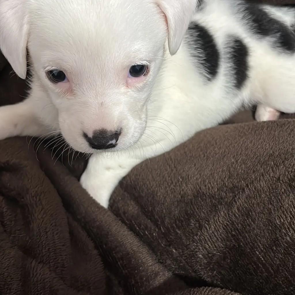 Yuki, cadela de porte pequeno para adoção em Suzano - SP