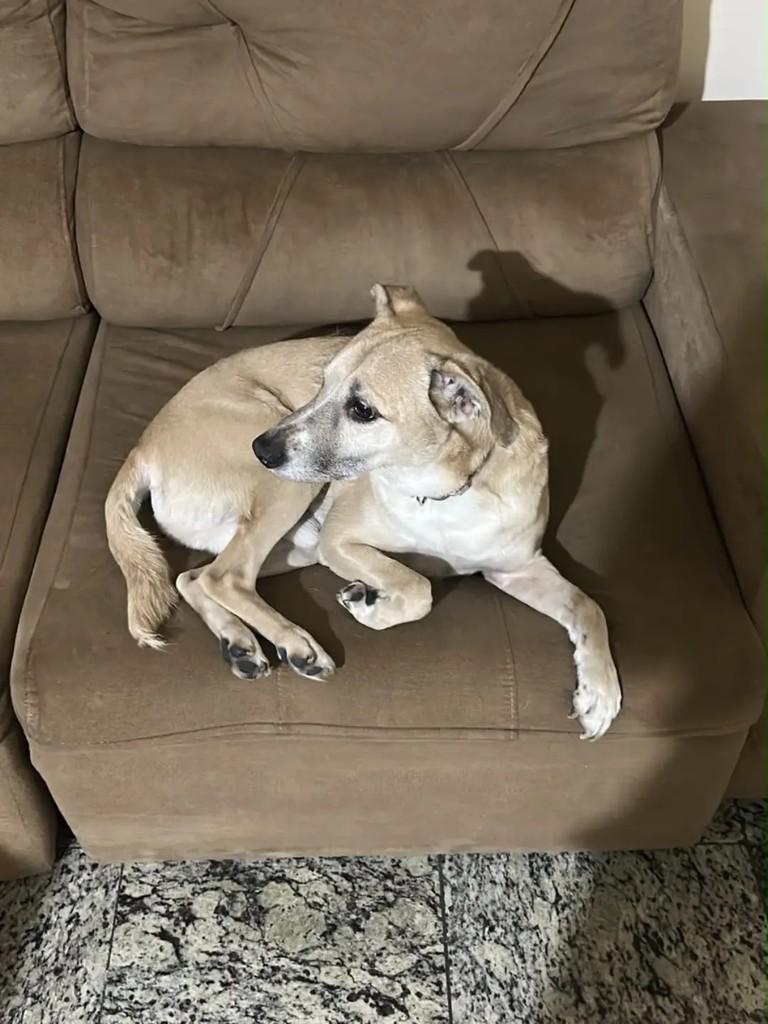 Caramelo, cachorro de porte médio para adoção em Suzano - SP