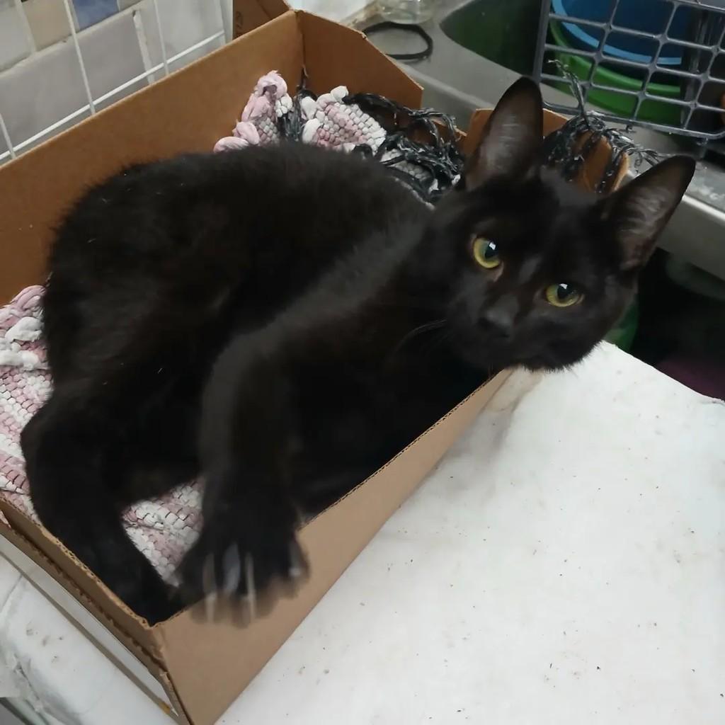 Torresmo, gato de porte pequeno para adoção em Suzano - SP