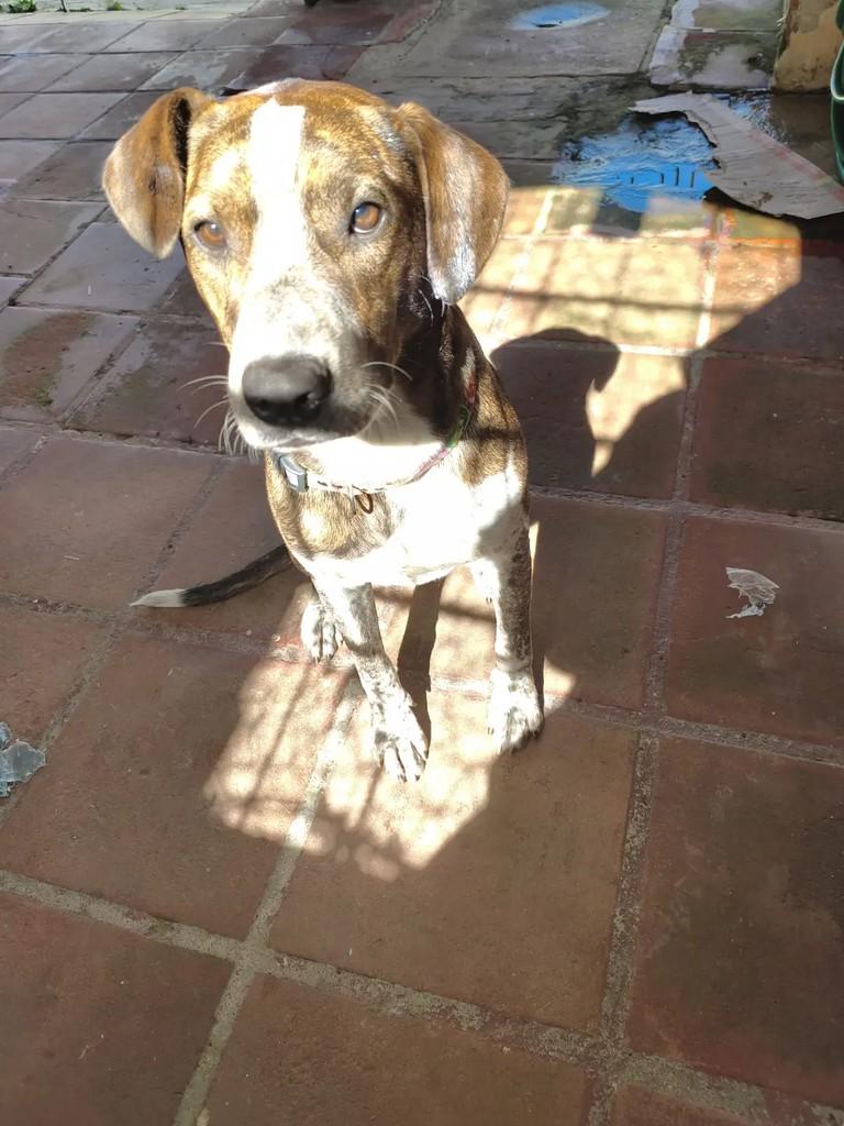 Tigresa, cadela de porte pequeno para adoção em Suzano - SP